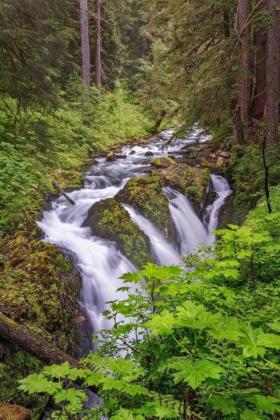 Jones, Adam 아티스트의 Sol Duc River and Falls-Olympic National Park-Washington State작품입니다.
